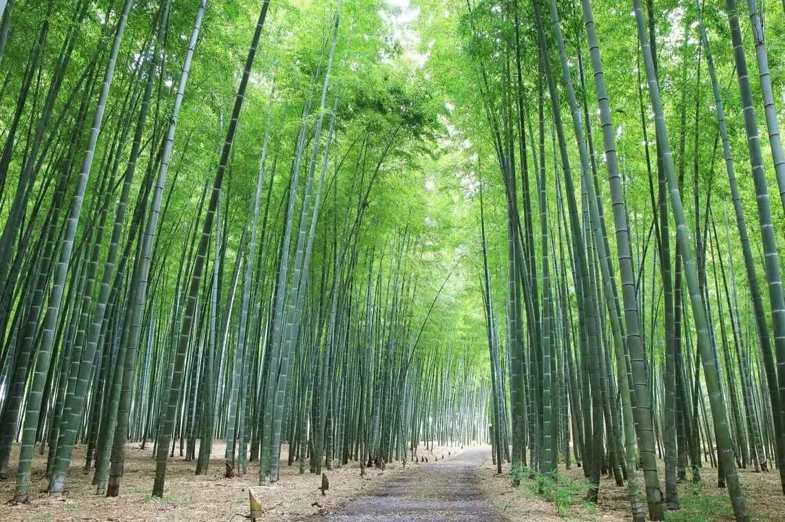 若竹の杜　若山農場